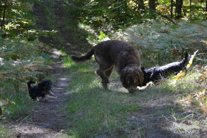 Photos by Judy Byykkonen