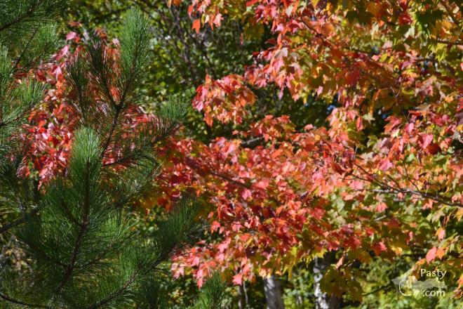 Photos by Judy Byykkonen