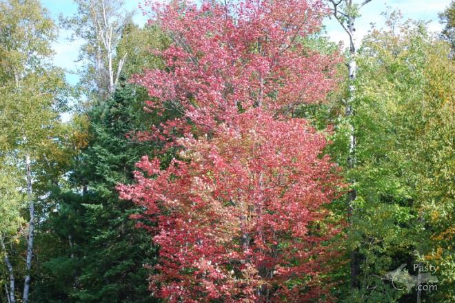 Photo by Frank Jezek