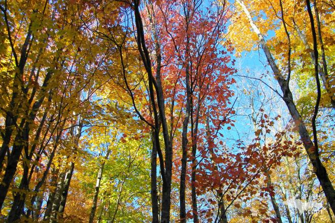 Photos by Ron Simons