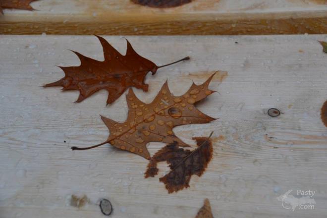 Photos by Judy Byykkonen