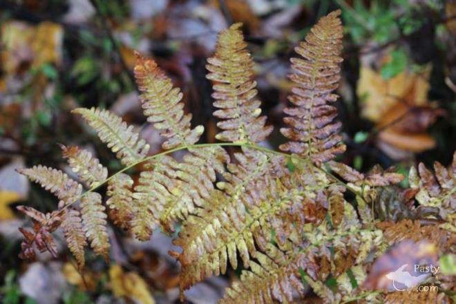 Photos by Barb Bouwkamp