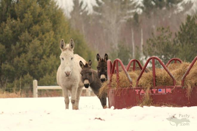 Photos by Melanie Hakala Rossi