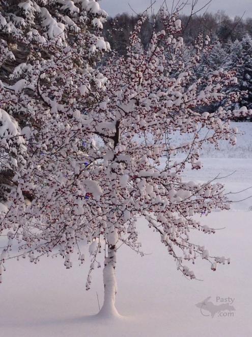 Photos by Judy Byykkonen