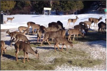 Keweenaw deer herd