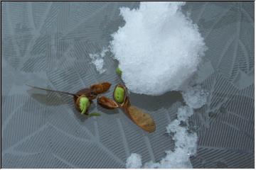 Beginning to green up