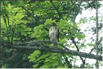 Hidden in the branches