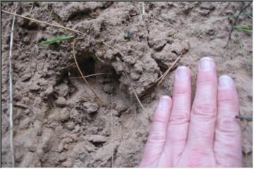 What made these tracks?