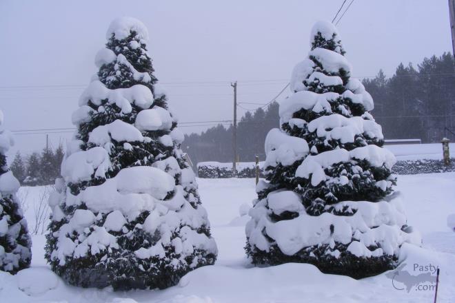 Photos by Linda Schneller