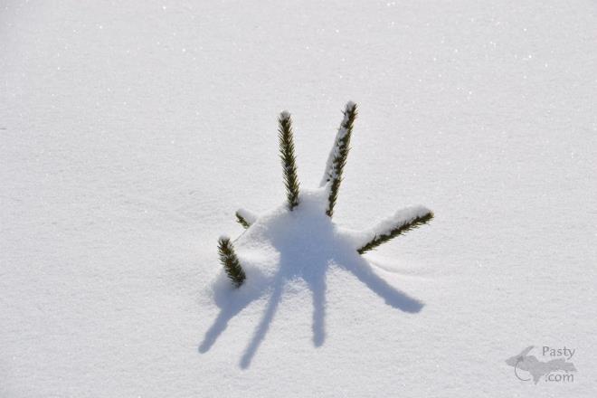 Photos by Judy Byykkonen