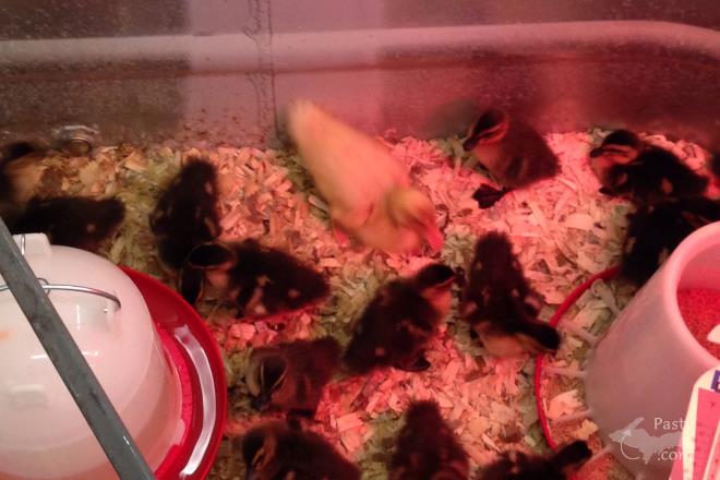 Photos by Kathleen Niemi Vettori