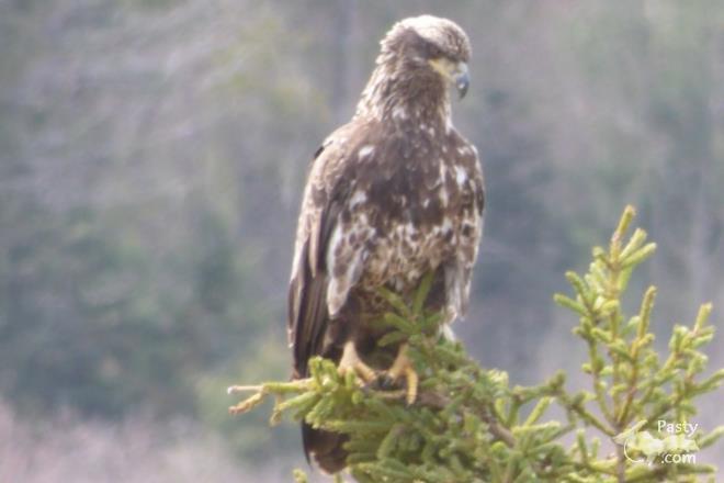 Photos by Marilynn Bachorik