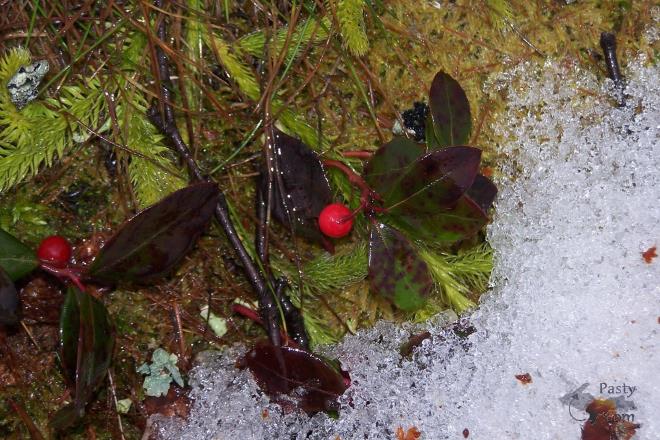 Photos by Brenda Leigh