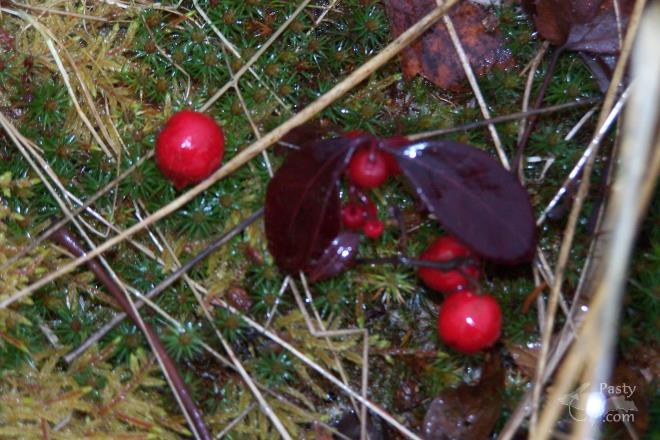 Photos by Brenda Leigh