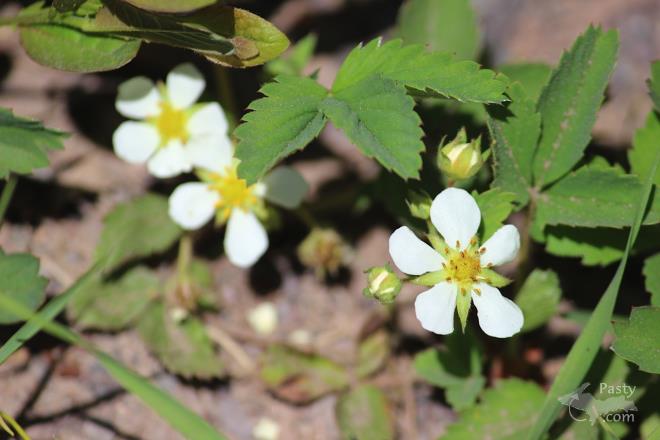 Photos by Barb Bouwkamp