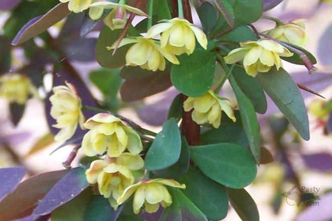 Photos by Brenda Leigh