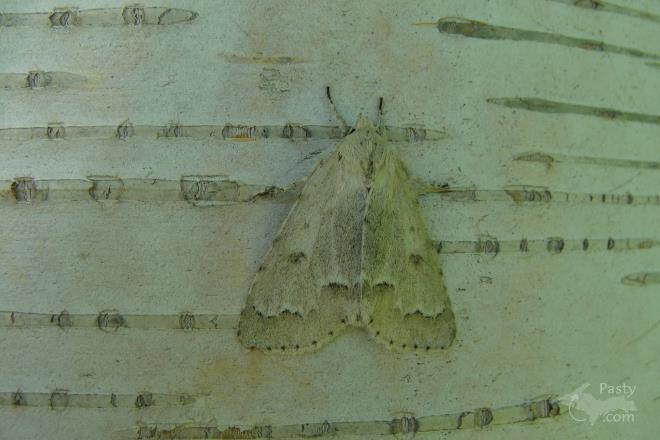 Photo by Kathy Archambeau