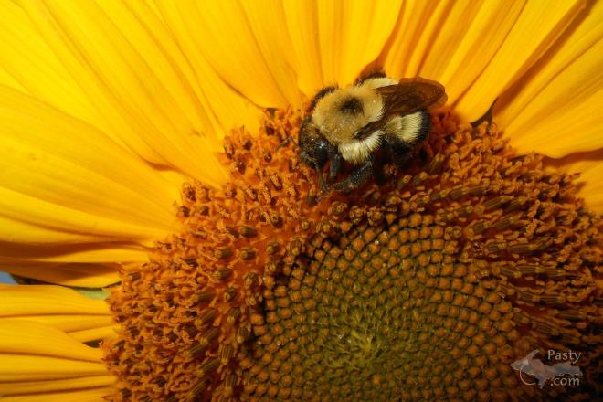 Photos by Donna MacIntosh