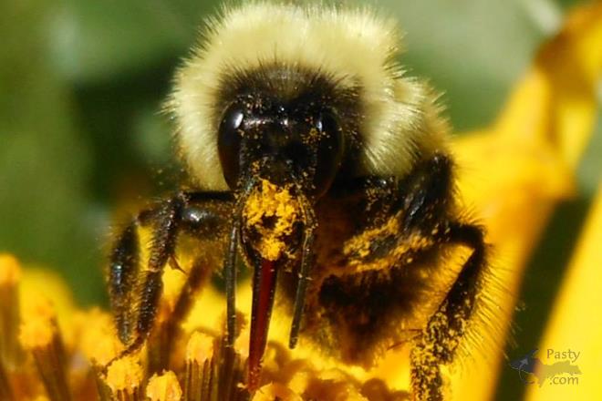 Photos by Donna MacIntosh