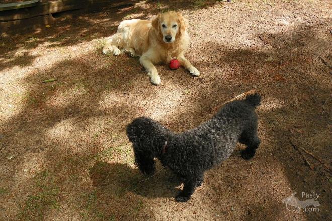 Photos by Robert C. Wetton